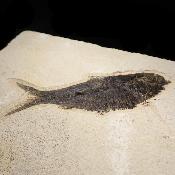 Poisson Fossile n°164