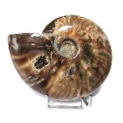 Ammonite Nacrée Entière 20345