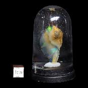 Opale d'Ethiopie Pierre Brute 2298