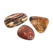 Bois Fossile Pierre Plate