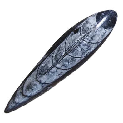 Orthoceras Fossile