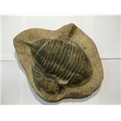 Trilobite 01430