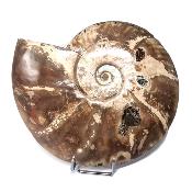 Ammonite Nacrée Entière 10172