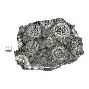 Diorite Orbiculaire Plaque 0122