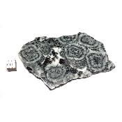 Diorite Orbiculaire Plaque 0123
