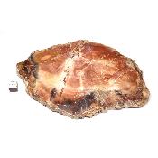 Bois Fossile Plaque 0130