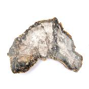 Bois Fossile Plaque 14420