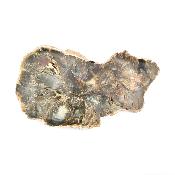 Bois Fossile Plaque 14423