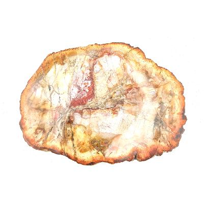 Bois Fossile Plaque 14431