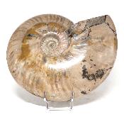 Ammonite Nacrée Entière 0146