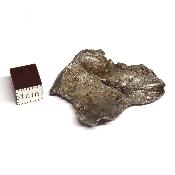 Météorite Sidérite Sikhote-Alin 15176
