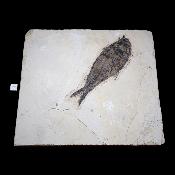 Poisson Fossile n°153