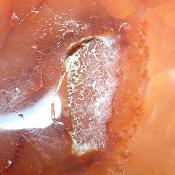 Cornaline chauffée coeur 15479