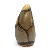 Septaria Forme Libre 19996