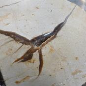 Septaria Forme Libre 20006