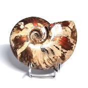 Ammonite Nacrée Entière 20338