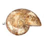 Ammonite sciée 3043