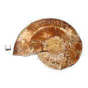 Ammonite sciée 3046