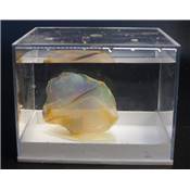 Opale d'Ethiopie - 167.87 carats - 07732