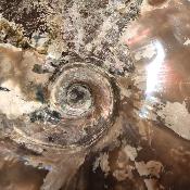 Ammonite Nacrée Entière 10170