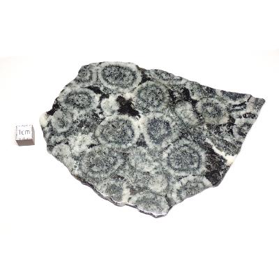 Diorite Orbiculaire Plaque 0125