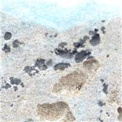 Aragonite Bleue Plaque 13292