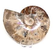 Ammonite Nacrée Entière 0144