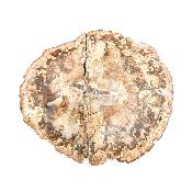 Bois Fossile Plaque 14425