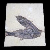 Poisson Fossile n°156