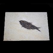 Poisson Fossile n°162