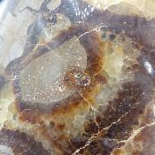 Septaria Forme Libre 20005