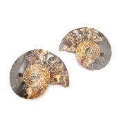 Ammonite Clinoviceras Nacrée Sciée Paire 20328