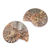 Ammonite Clinoviceras Nacrée Sciée Paire 20329