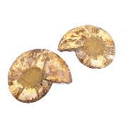 Ammonite Clinoviceras Nacrée Sciée Paire 20331