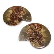 Ammonite sciée 2077