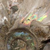 Ammonite sciée 2326