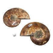 Ammonite sciée 2330
