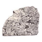 Pinolite Plaque 2332