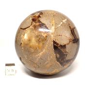 Septaria Boule 2829
