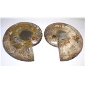 Ammonite Clinoviceras Nacrée Sciée Paire 12312