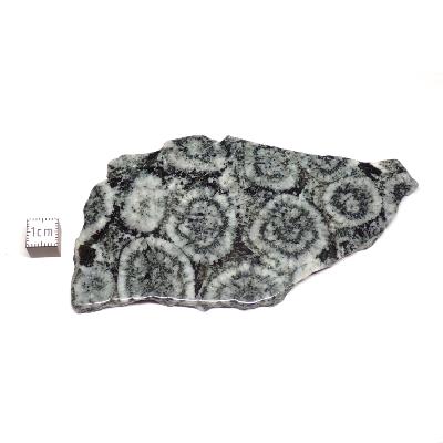 Diorite Orbiculaire Plaque 0127