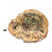 Bois Fossile Plaque 0132