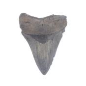 Dent de Mégalodon 13417
