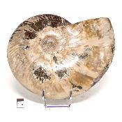 Ammonite Nacrée Entière 0144
