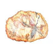 Bois Fossile Plaque 14431