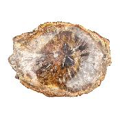 Bois Fossile Plaque 14436