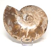 Ammonite Nacrée Entière 0148