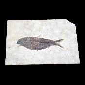 Poisson Fossile n°150