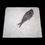 Poisson Fossile n°153