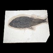 Poisson Fossile n°155